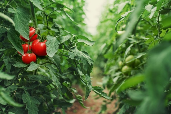 'The Belgian greenhouse vegetable market is very quiet as the year draws to a close' hortidaily.com/article/958804…