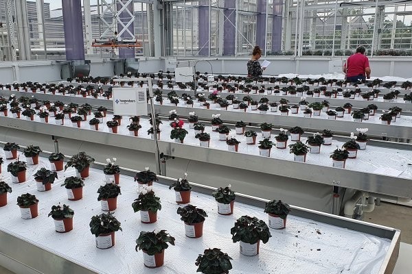 Learn to analyze crop data without programming yourself
hortidaily.com/article/958789…