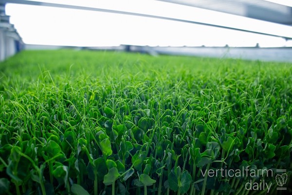 Growth and development of leaf vegetable crops under conditions of the Phytotechnical complex in Antarctica
hortidaily.com/article/958488…