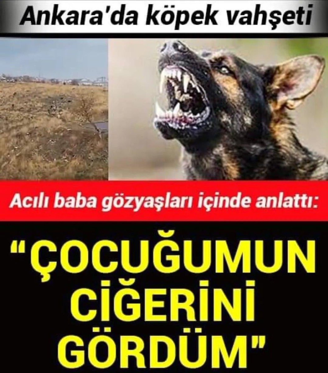 Size saldıran köpeği öldürürseniz hapse giriyorsunuz.

Kanuna göre başıboş köpek sizi öldürürse geri sokağa salınıyor!

  Başkomiser Kamuran Üçgül Nihat Özdemir Alevi Göztepe Cem Yılmaz