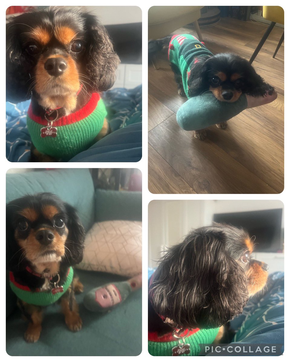 poliwol's tweet photo. @TheWatersOfLove Weather’s grim in Glasgow today too. I hope you get to do something you enjoy. Rocco’s sharing festive cheer here 😊🎄 https://t.co/Q1hQKKHStV