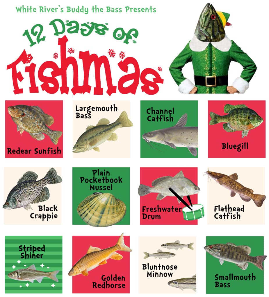 It is the 12th &amp; final day of Fishmas! Today is the Smallmouth Bass. The most popular game fish in the river, they are strong &amp; fun to catch. They aren’t very tolerant of pollution, so their relatively abundant presence in the White River is indicative of improving water quality.