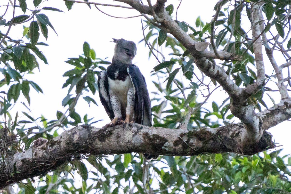 TenacityPursuit's tweet photo. Photo by Dave Katz @TenacityPursuit // a juvenile harpy eagle perched on a beach in the upper canopy of the Amazon rainforest in Peru. An amazing moment while on assignment for @LindbladExp earlier this year. #harpyeagle #ebird #amazonrainforest #birdphotography #lindblad https://t.co/FHxPYLKAvF