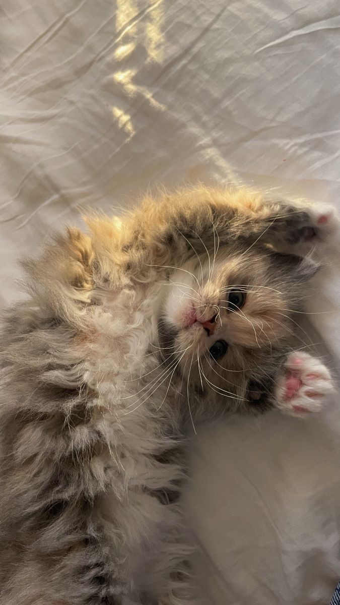 100M 🍄 tweet media