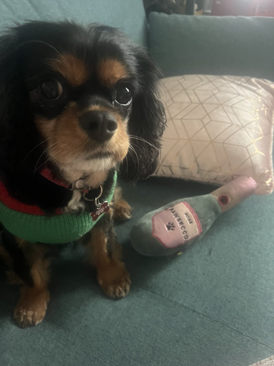 poliwol's tweet photo. @rebeccafpainter Have a lovely walk, and a lovely day. Red lipstick is always the answer 😊 Rocco sends festive joy 🎄 https://t.co/c4Jsd7HLgB