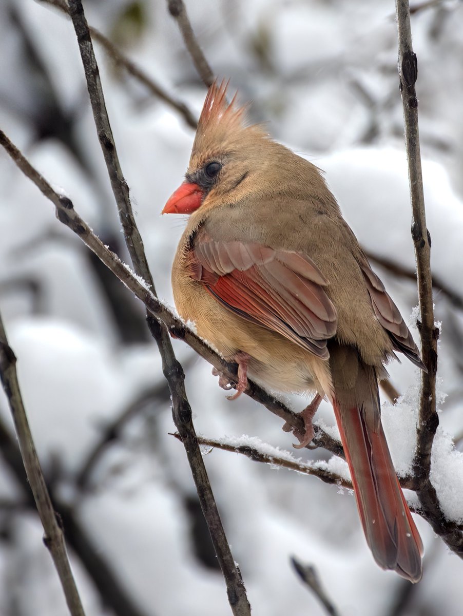 Female Northern Cardinal…and snow…Always a good combination. Merry Christmas everyone. #birdwatching #birdphotography #naturephotography