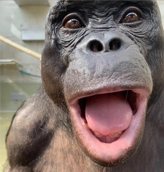 monkeyarchive2 tweet picture