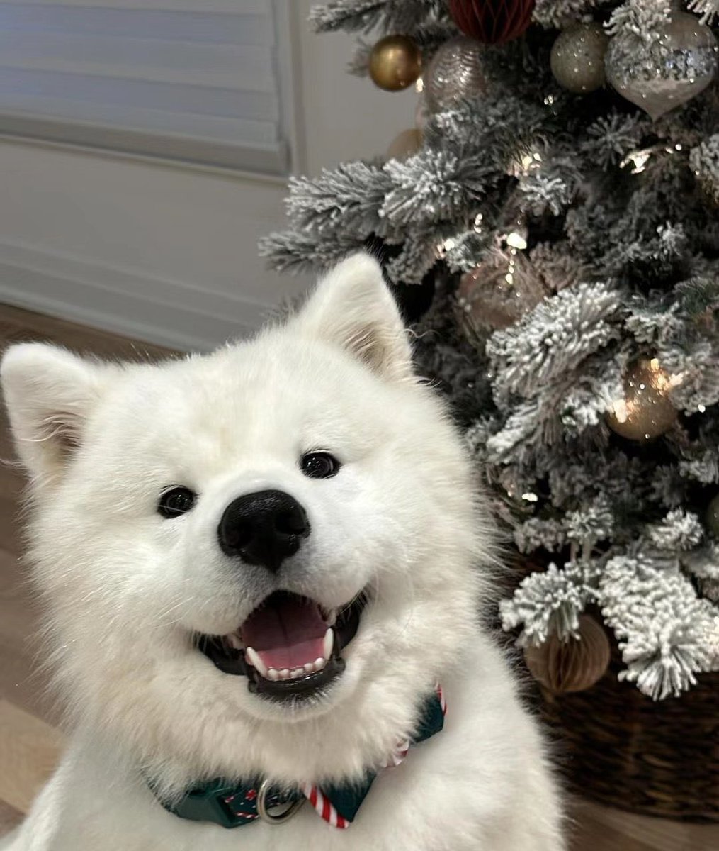 socoolkodlnw's tweet photo. ( Merry Xmas ทุกคนเลยนะคะ !🎅🏻 — 

ก่อนอื่นต้องขอขอบคุณทีมงานที่จัดสรรคอมมูจนถึงวันสุดท้าย และขอบคุณทุกคนที่ร่วมเป็นส่วนหนึ่งในช่วงเวลาหนึ่งของนายเซิร์ฟ หลังจากจบคอมมูแล้วเรายังคงมีการแอคทีฟตัวละครเพียงเล็กน้อย หากใครสนใจแลกโม่งกดเฟบได้เลยค่ะ

#SantaTellMeIfYoureReallyThere_LPTS ) https://t.co/Dz6SSx0iBr