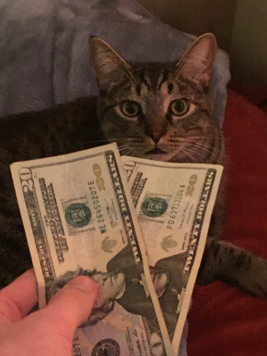 deadflowersq's tweet photo. got some money so i started flexxing on the cat B) W or W????? #flexxx https://t.co/mCifNEuw8O