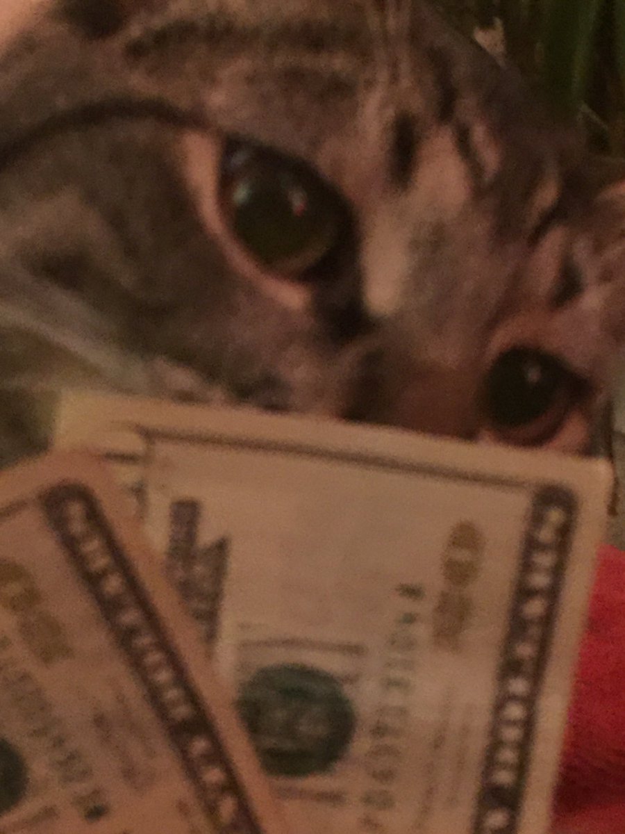 deadflowersq's tweet photo. got some money so i started flexxing on the cat B) W or W????? #flexxx https://t.co/mCifNEuw8O