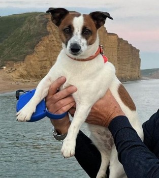 AdoptionsUk's tweet photo. Please retweet to HELP FIND MOUSE, MISSING #GERRARDSCROSS #BUKINGHAMSHIRE #SLP #UK  She could have been picked up and could be in another area now. Have you seen someone with a new dog like this or been offered her ? 🐶Missing since 3 December  DETAILS👇
 https://t.co/WDj4zF9X8z…   #dogs #pets #animals #AdoptDontShop #JackRussell #rescuedogs #Christmas #ChristmasDay  @MissingPetsGB