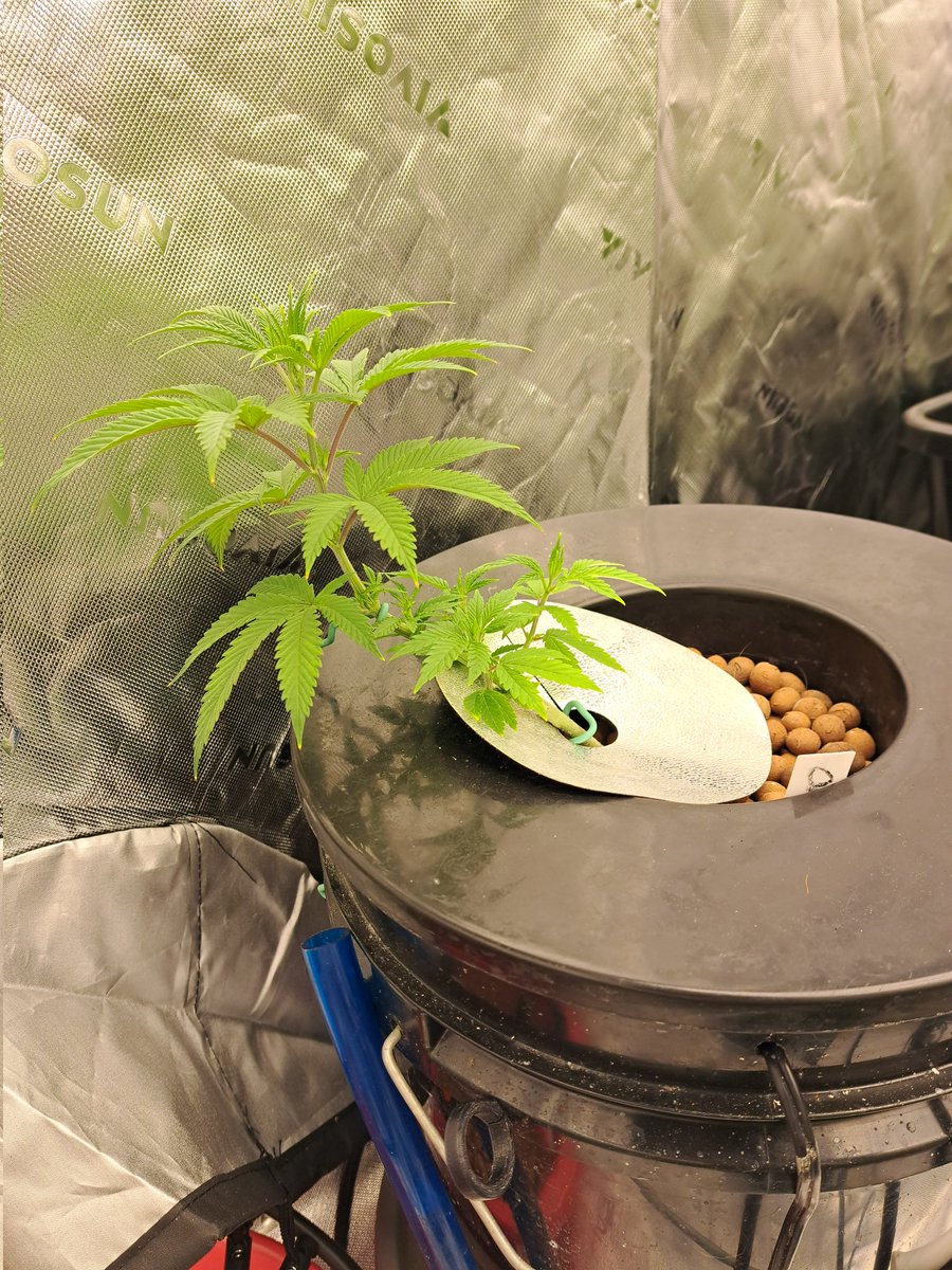 goingdeep927's tweet image. 🎅Merry Christmas Homies🎅

I Am Sending Good Vibes With Santa So Be On You Best Behavior! I Hope We All Get Everthing We Want &amp;amp; Only The Good Stuff We Deserve! Let's Welcome The New Year With High Hopes &amp;amp; The Strength To Make It Epic! God Bless You All! #RHEC
#JGYO #420Life 🎅💨