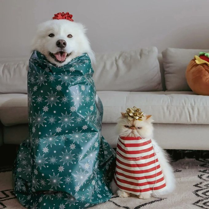 windy__salto's tweet photo. A: Jun-tan, I wanna make a special decoration for Xmas!
J: Ok, just do it.

A: It's done~ Jun-tan, look!
J: Where- 
S+N:
J: Wow-
A: They're cute riiight?
J: Well, Sho-chan is indeed cute but-
A: But?
J: I can sense Nino's urge to wipe out everyone here
A: 😅

#turtletaxi https://t.co/3eLLUmtnfY