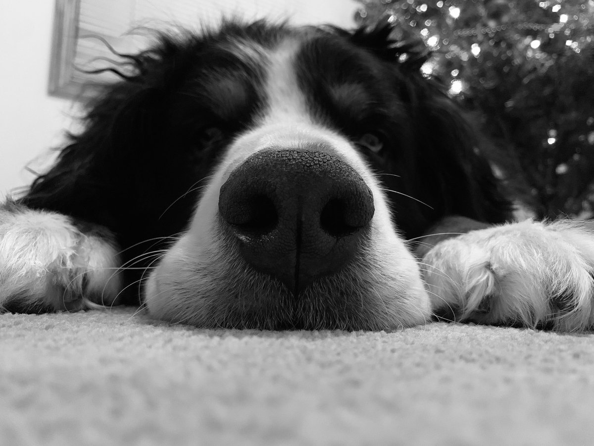 maggie_bernese tweet picture