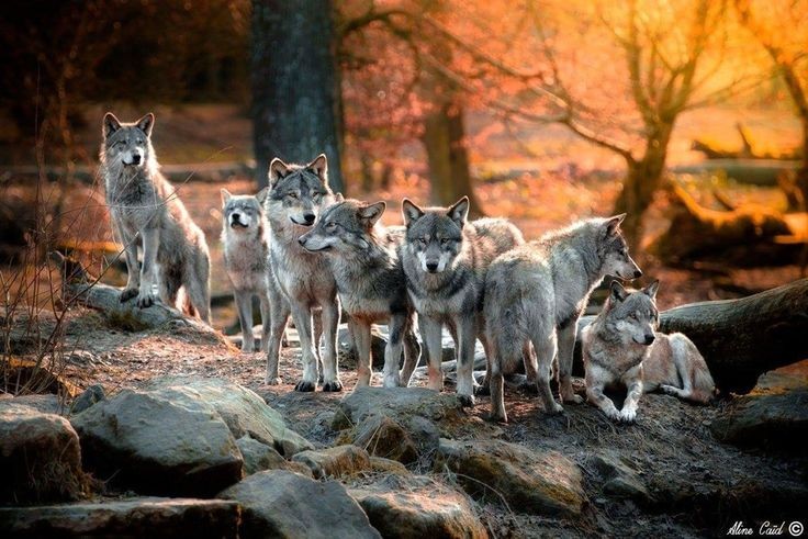The strength of a wolf lies in its pack. 🌕🐺

#HappyXmas #Messiah #Camilla #ItsAWonderfulLife #TMobile #Suki #Cell #JoytotheWorld #DieHard #Turkey #QuaidDay #XmasEve #wolf #wolves #wolfpack #wolflovers #Christmas #Christmas2023