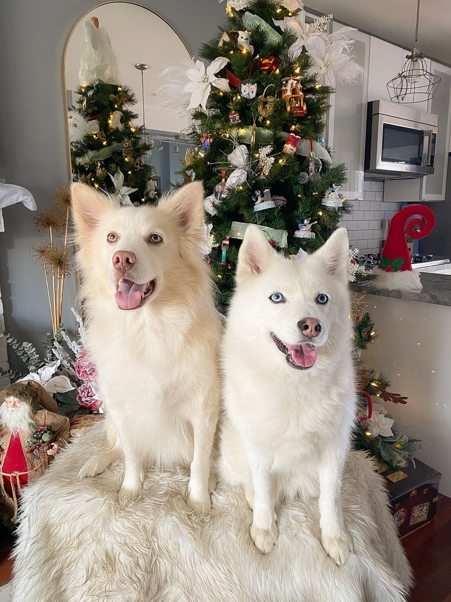 #MerryChristmas &amp; #HappyPawlidays