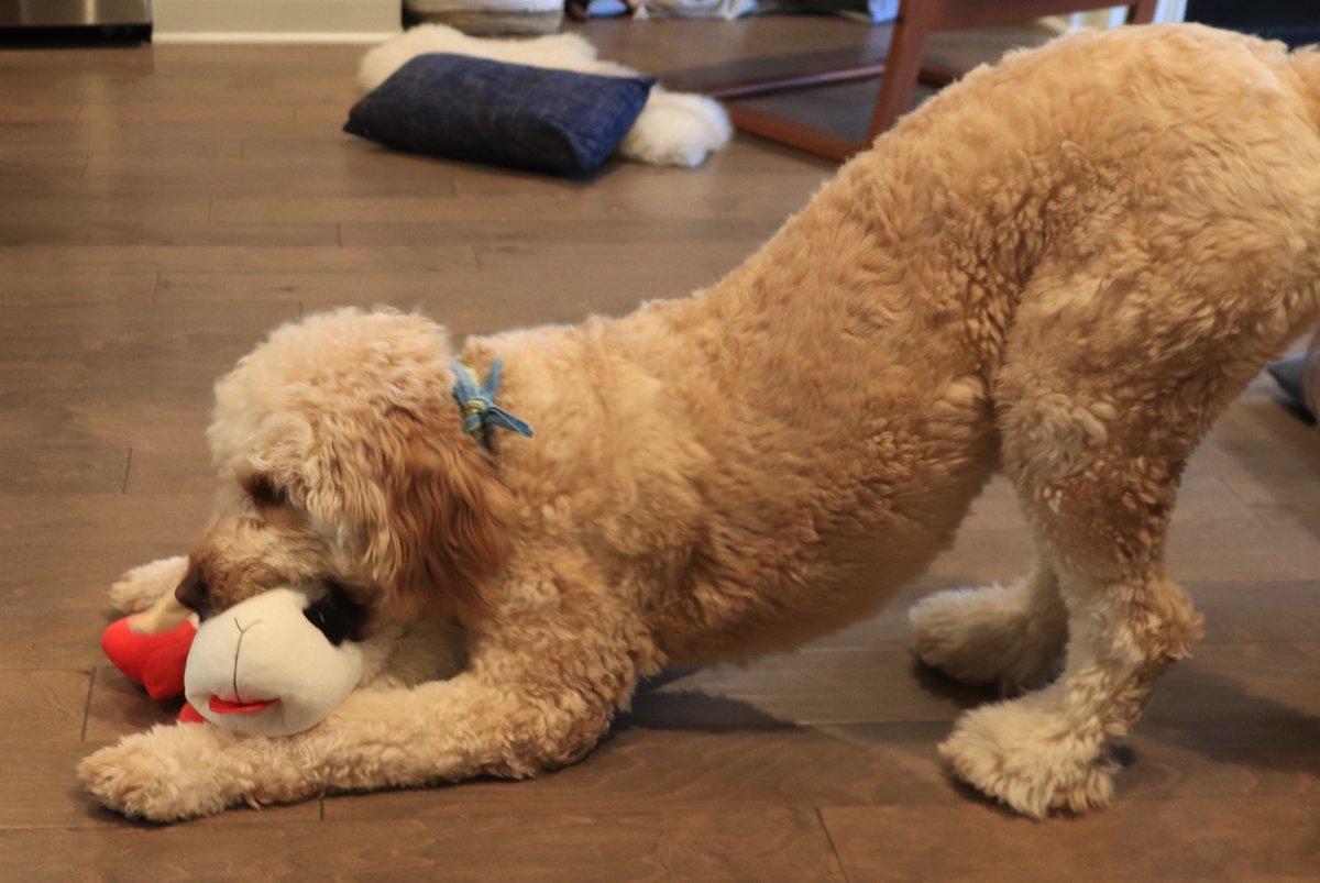 bcampney's tweet photo. Rejoice
Rejoice when you have been given a new dog toy. #advent, #pictureadvent, #rethinkchurch, #advent2023, #rejoice https://t.co/3zUcuZZD5k