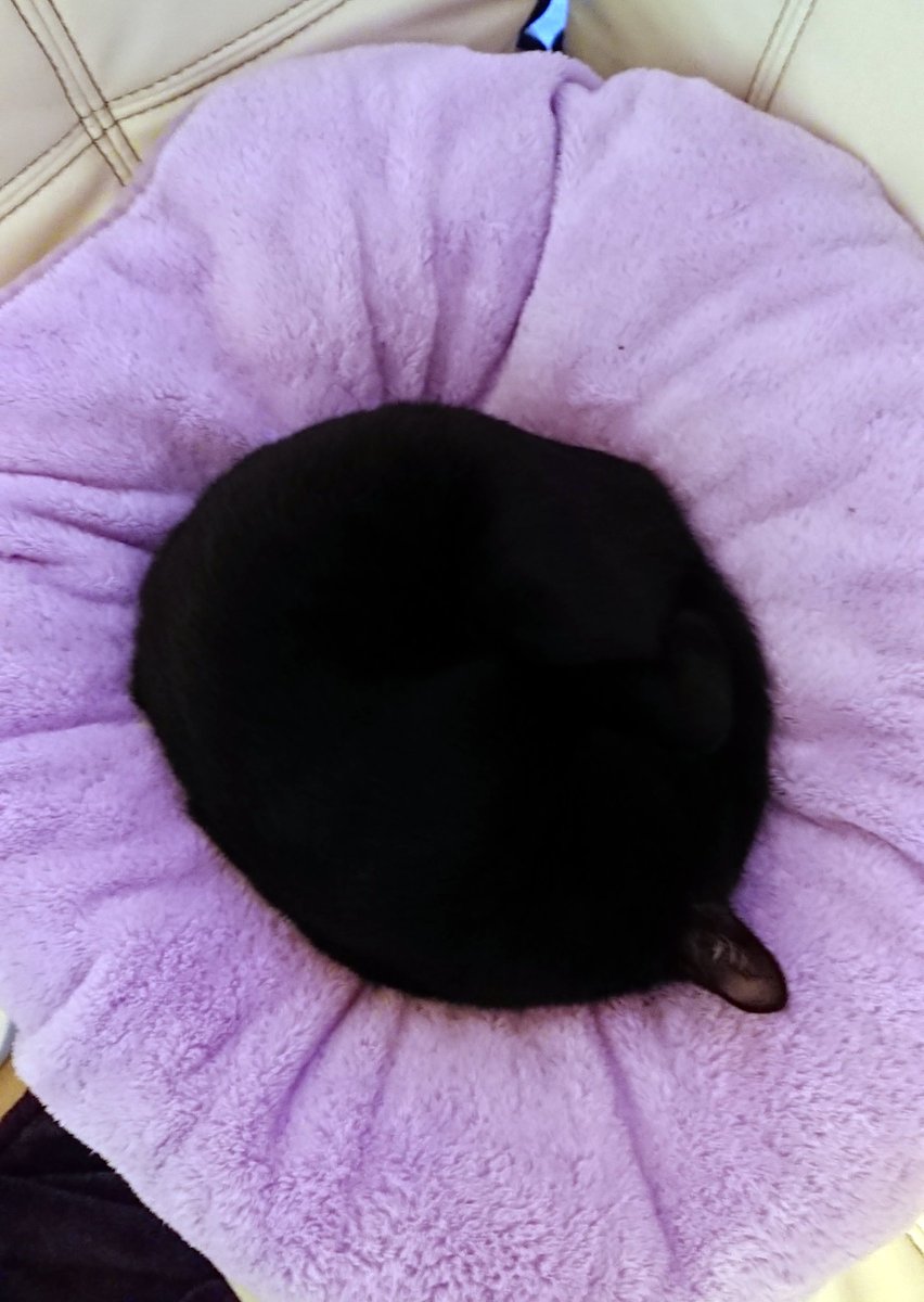 DOLCE_35789's tweet photo. #アンモニャイトフォトコン

猫です！ https://t.co/h2thCiT4E6