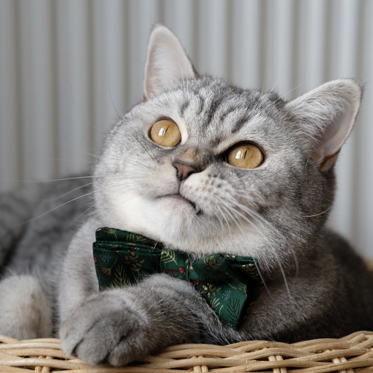 Cat in Berlin (@thecatinberlin) / Posts / X
