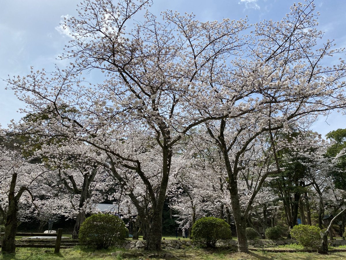 chobichobi4_27's tweet photo. #これを見た人はあえて12月に桜の画像を貼れ https://t.co/rpMVRxdQuv