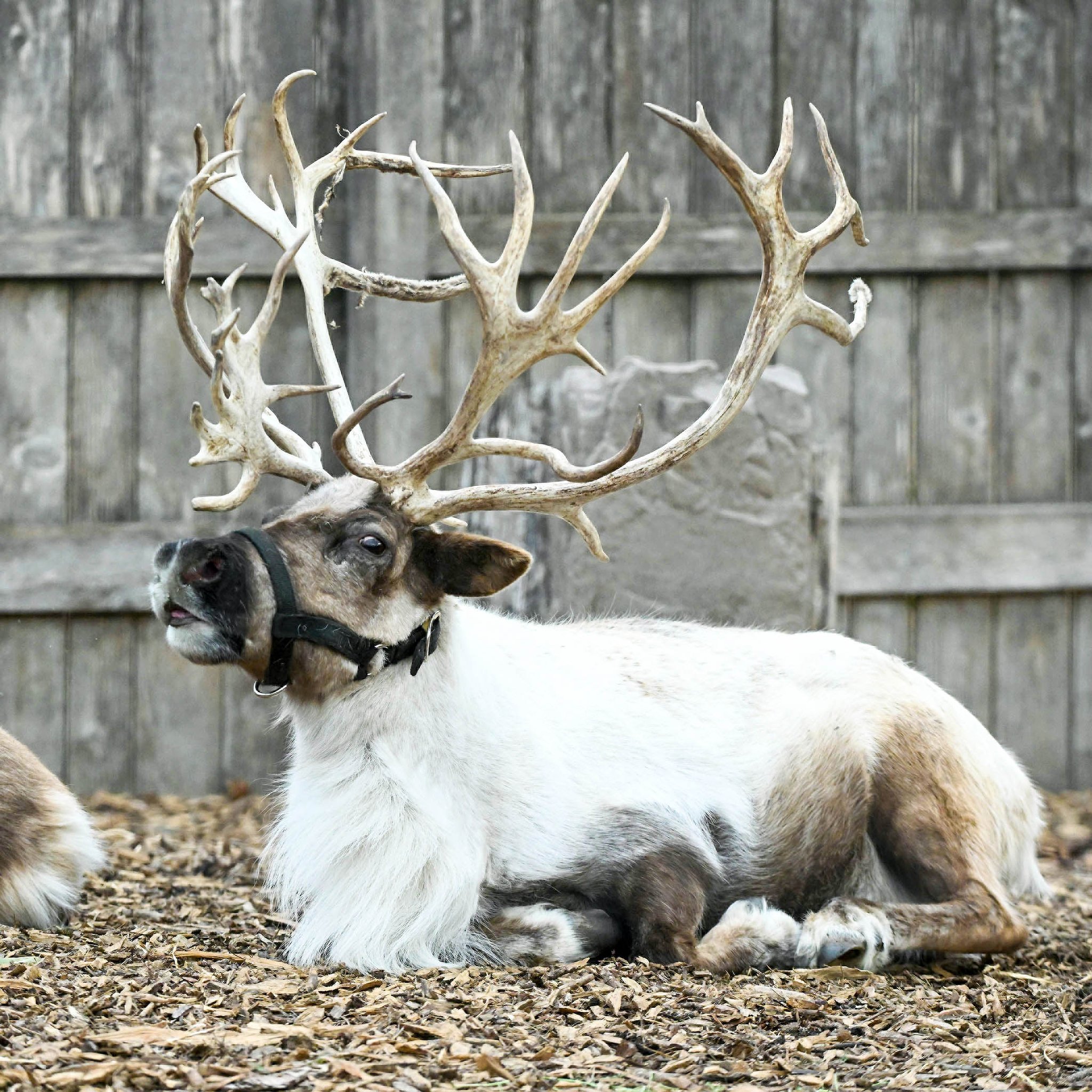 Female reindeer have antlers deals