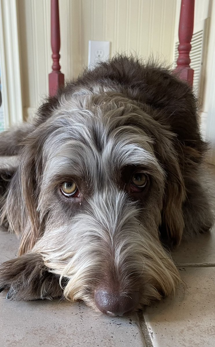 Anne-Marie Ront tweet media