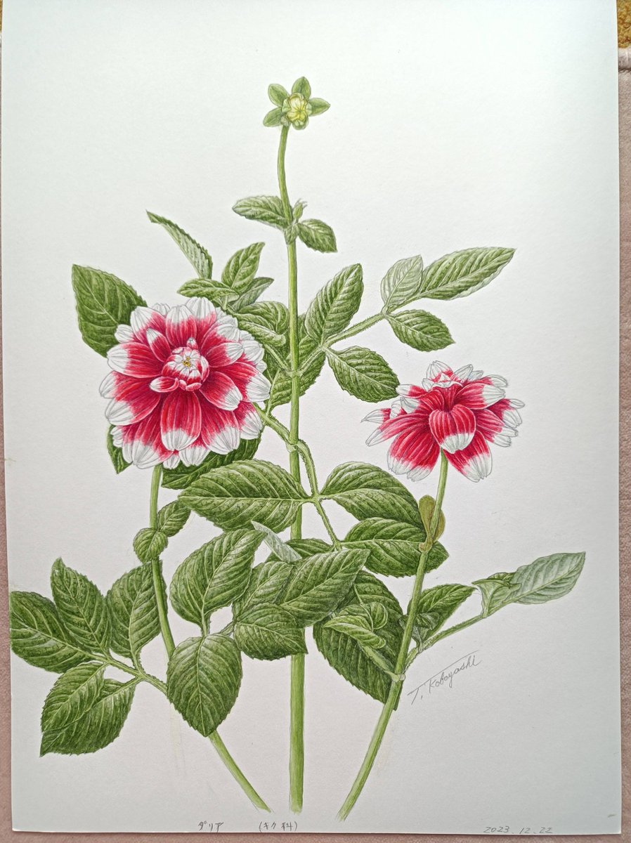 tamakoBotanical's tweet photo. 新作です😊

ダリア(キク科)
和名　天竺牡丹(テンジクボタン)
学名　Dahlia
花びらが赤から白に変わるコントラストが素敵なダリアが裏庭に咲きました☺️
植物画として描くのに最高のダリアで、花びらのコントラストに注視して描きました☺️ https://t.co/nbGMfiWdHz