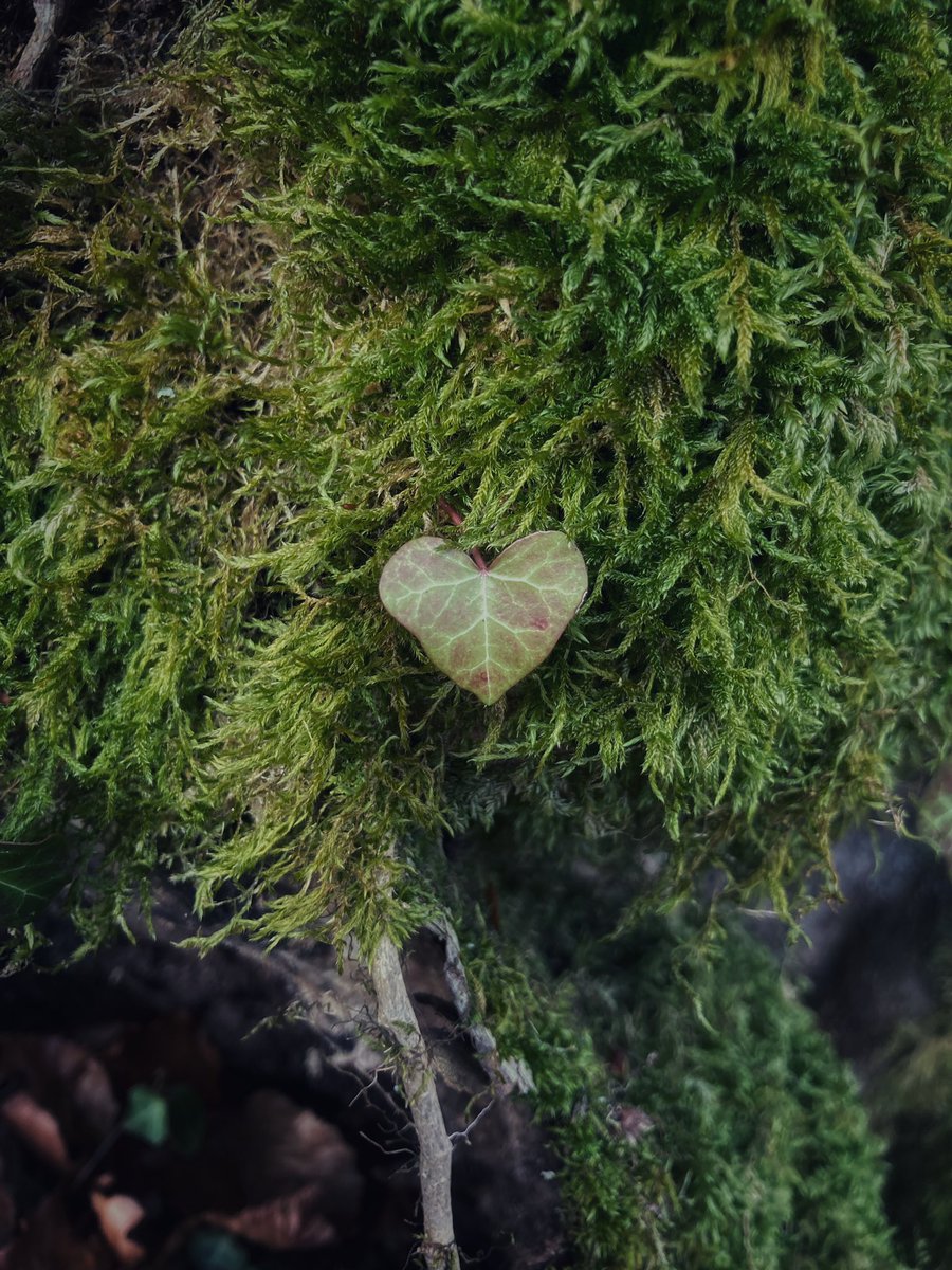 regfleur99's tweet photo. Love #sapindenoel #nature https://t.co/krDrVsEvb2