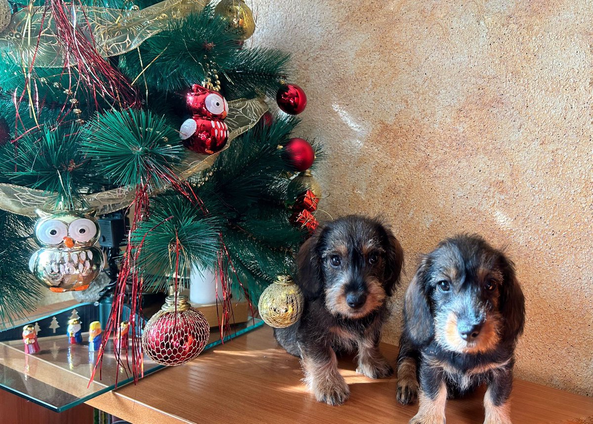 Feliz Navidad 🎄✨♥️