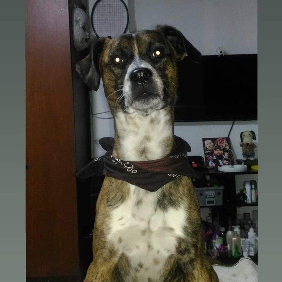 YMFajardo1106's tweet photo. 🐾🐶Se perdió a las 7:30 pm en la estación Jiménez @TransMilenio, responde al nombre de #MIKE. Tiene un chaleco militar con un buso de capota militar debajo, collar negro 🆘‼️información al 3118617505- 3043404936. Por favor #difundamos 🥺 para encontrarlo @MONYRODRIGUEZOF https://t.co/fYKqC0hFGX