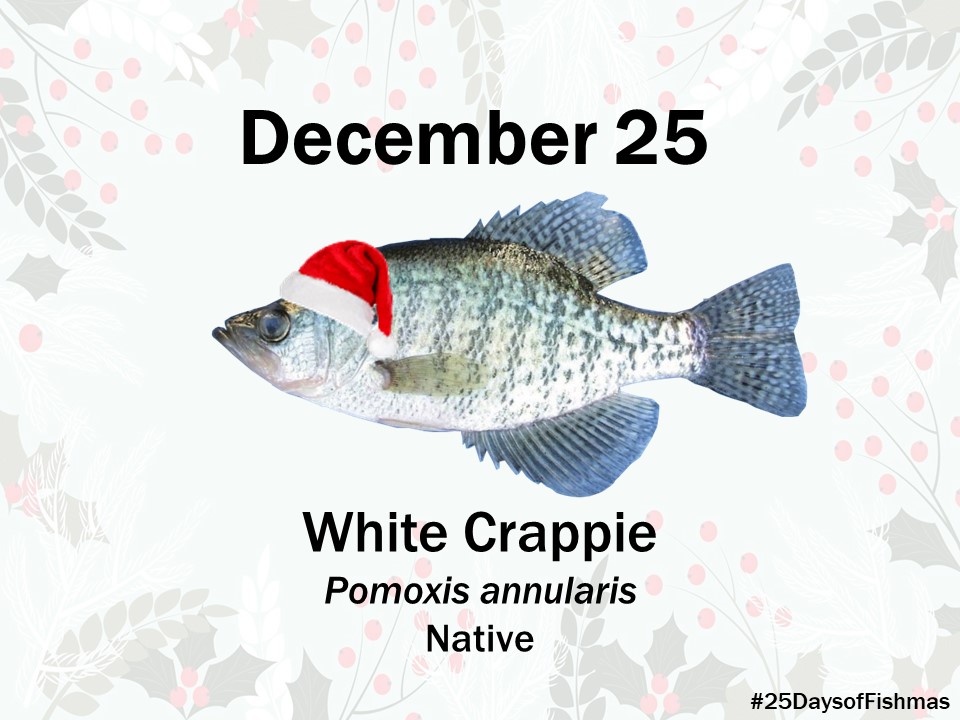 Katie O'Reilly (@drkatfish) on Twitter photo White crappie’s common name (typically pronounced “crop-ee”) derives from the Canadian French “crapet” used for members of the Centrarchidae (sunfish) family - crappie are also known as speckled bass (or "specks"), papermouth, calico bass, or sac-au-lait #25DaysofFishmas White crappie’s common name (typically pronounced “crop-ee”) derives from the Canadian French “crapet” used for members of the Centrarchidae (sunfish) family - crappie are also known as speckled bass (or "specks"), papermouth, calico bass, or sac-au-lait #25DaysofFishmas