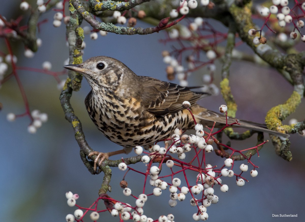 No prizes for guessing where this songbird's name comes from. The mistle thrush loves mistletoe! It will defend a berry-laden tree with extreme ferocity! 💪 wildlifetrusts.org/wildlife-explo…