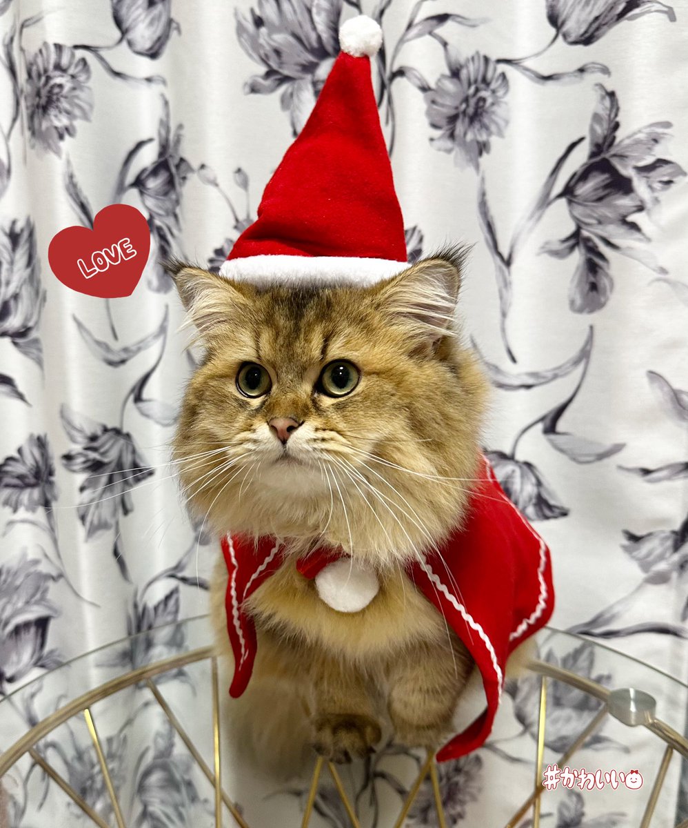 miwa_ginzahair's tweet photo. うちの猫サンタ❤️

#MerryChristmas2023 
#catsanta
#francfrancのある生活
@Francfranc_web https://t.co/BBukvNLjPN