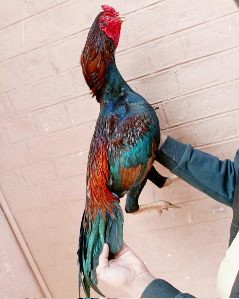 uobirds's tweet photo. #aseelrooster https://t.co/aqWrlLRGDo