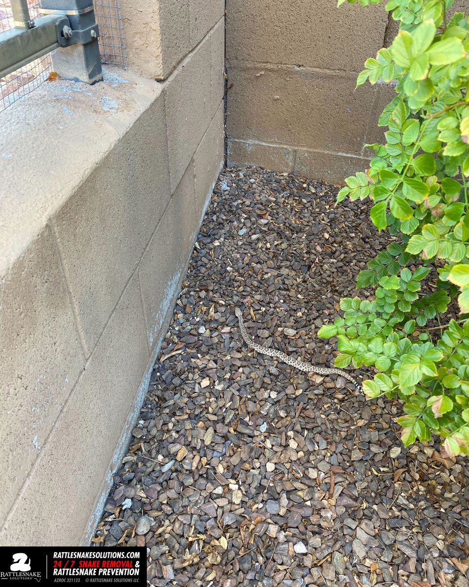 This Western Diamondback Rattlesnake started life on the defensive, slipping through a gap in some fencing (not ours) and having a run in with a cat before being found and captured. It was relocated to an area where it can establish a homerange free from people.