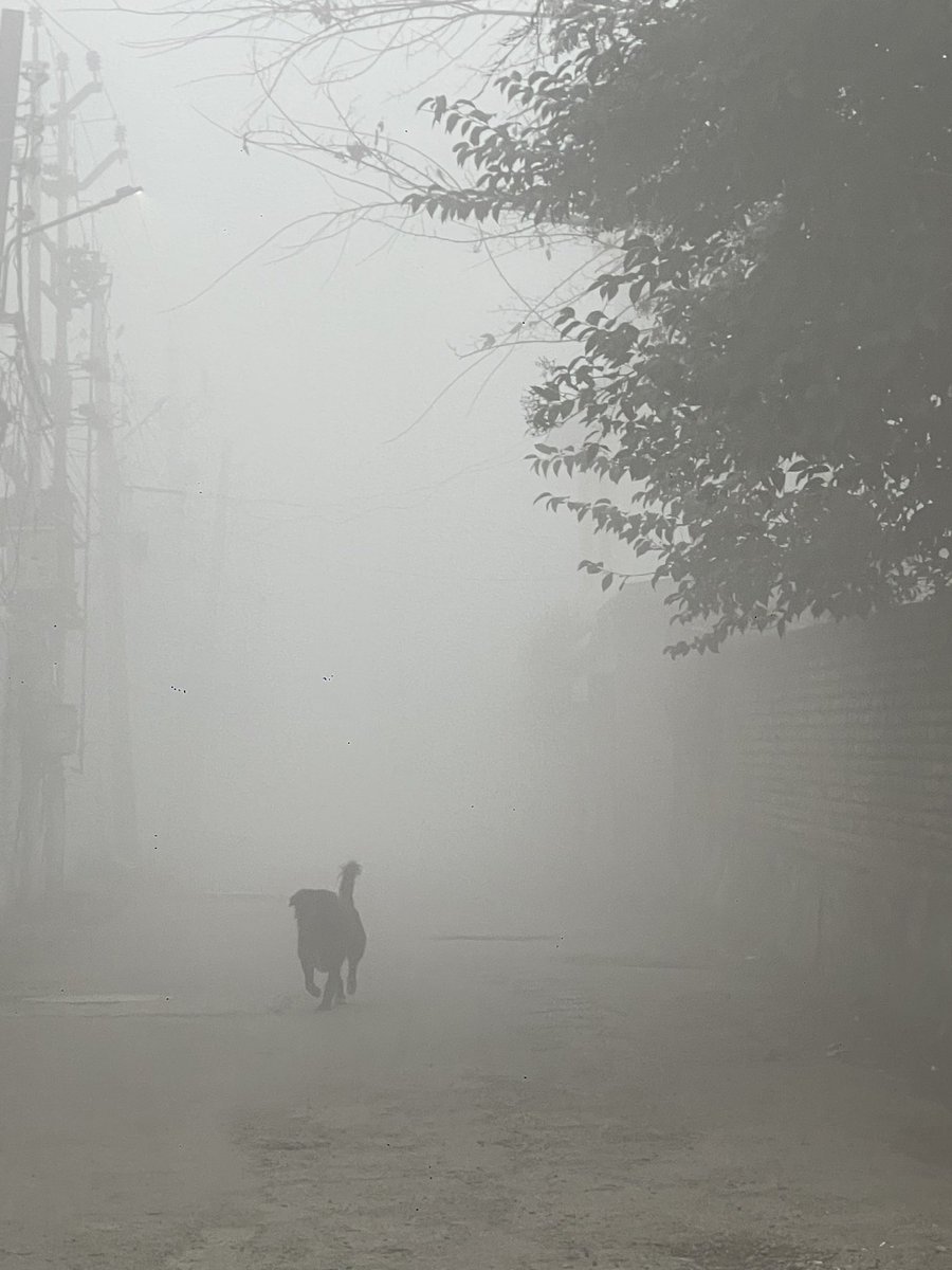 An early morning walk in the bitter cold ,for a bitter old soul … #srinagar #winter #fog #MorningVibes #cold #bitter #melancholy #cityscape #streetphotography #PeaceOfMind #xmas #December25 #Kashmir