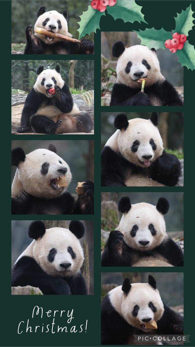 香香クリスマスツリー🎄

可愛いすぎます
愛情一杯❤️‍🩹

会員の傲苏然MMさんより作成