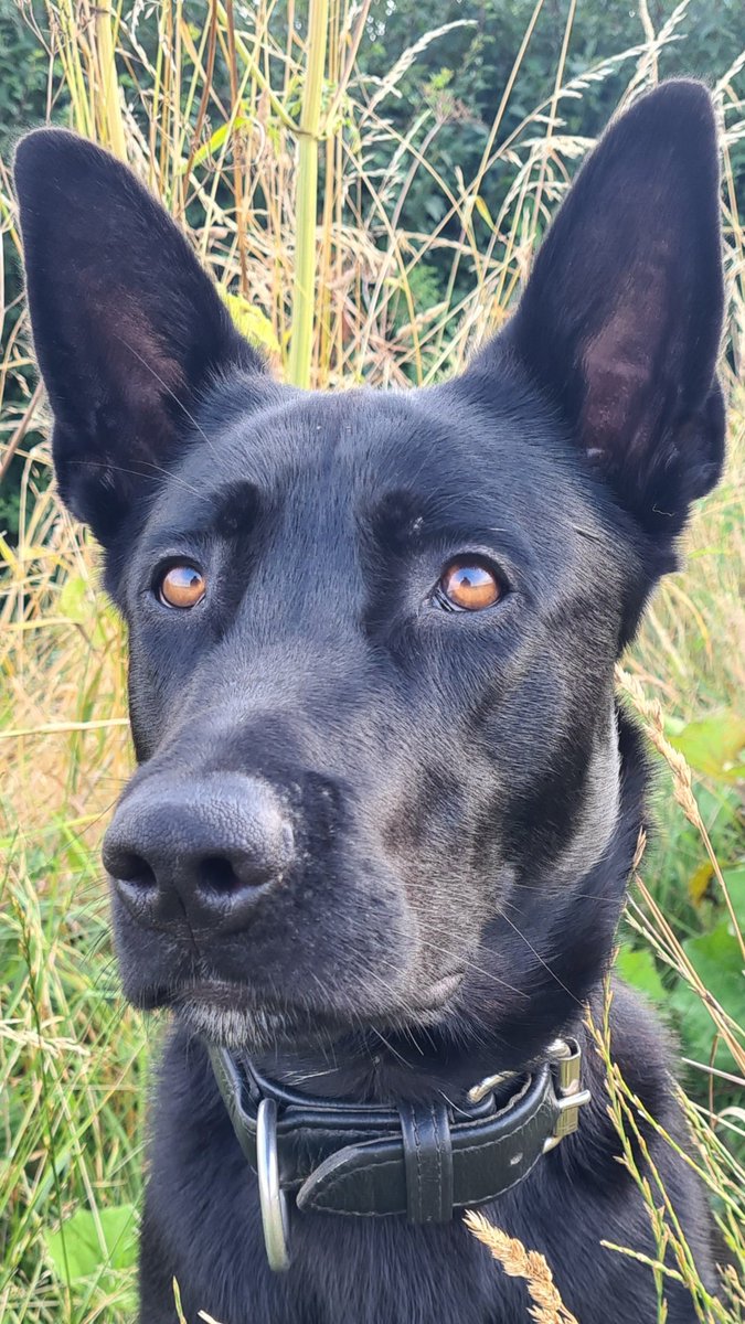 Burglary in West Lindsey last night, has found our Roads Policing Unit behind the stolen car full of stolen Xmas gifts.Driver has decamped and run off.Pd Bane has been asked to attend and track the suspect down,he did.Dont fight with police dogs! Boom 2 in custody.