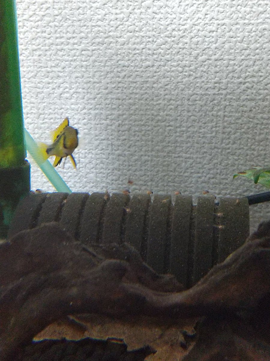 アピストD50
稚魚浮上
どれくらい残るかな～🤔