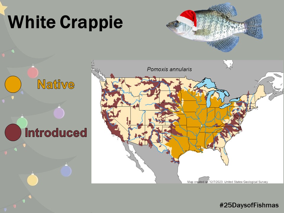Katie O'Reilly (@drkatfish) on Twitter photo White crappie are native to central North America (west of the Appalachians) from Ontario south to the Gulf of Mexico. Because of their popularity with anglers, they’ve also been introduced widely across almost every U.S. state, Canada, Mexico, Morocco + Panama #25DaysofFishmas White crappie are native to central North America (west of the Appalachians) from Ontario south to the Gulf of Mexico. Because of their popularity with anglers, they’ve also been introduced widely across almost every U.S. state, Canada, Mexico, Morocco + Panama #25DaysofFishmas