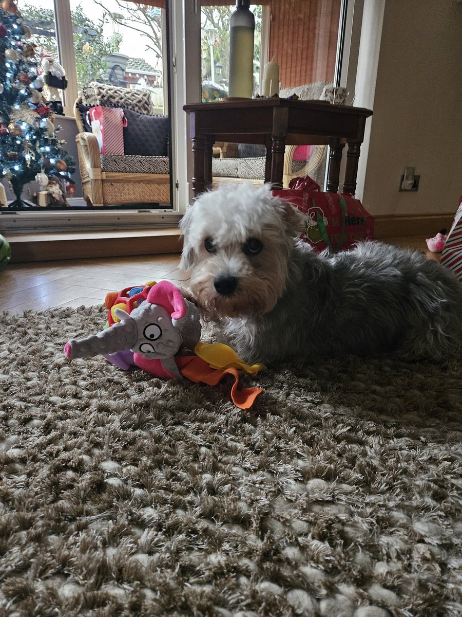 Merry Christmas and Happy holidays! No artwork cuz I made myself too busy 🥲 plz accept these cute pups instead 🤲