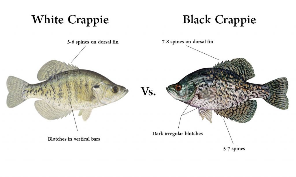 Katie O'Reilly (@drkatfish) on Twitter photo There are two species of crappie in the #GreatLakes - white + black. The number of dorsal spines tells them apart: white have 5-6 while black have 7-8. White crappie also have dark blotches arranged in vertical bars (scientific name “annularis” = “having rings”) #25DaysofFishmas There are two species of crappie in the #GreatLakes - white + black. The number of dorsal spines tells them apart: white have 5-6 while black have 7-8. White crappie also have dark blotches arranged in vertical bars (scientific name “annularis” = “having rings”) #25DaysofFishmas