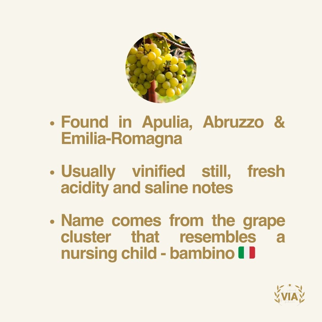 VinitalyTour's tweet photo. This #ItalianGrape is often confused with other grapes, and its high-quality potential is only now being acknowledged! Let us know what you think this 🍇 is ⬇️
Ps: it's a must know Italian grape!
#winequiz #grapequiz #winestudent #studywine #VIA #VinitalyAcademy #winebook https://t.co/zywYQ2fWTJ