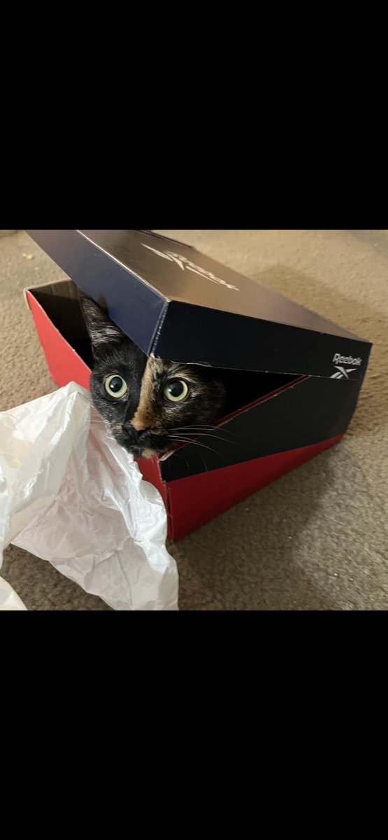 Santa came & I’m already enjoying the boxes 📦😹🎅 

MERRY CHRISTMAS FRIENDS! 

#SantaPaws #MerryChristmas2023 #cats #catsofx #xmas