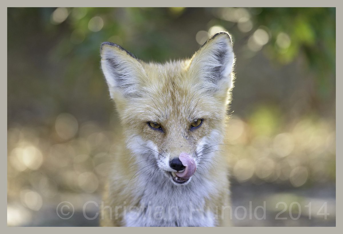Hourlyfoxes tweet media