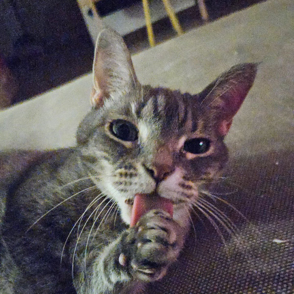 Maomao says happy holiday!