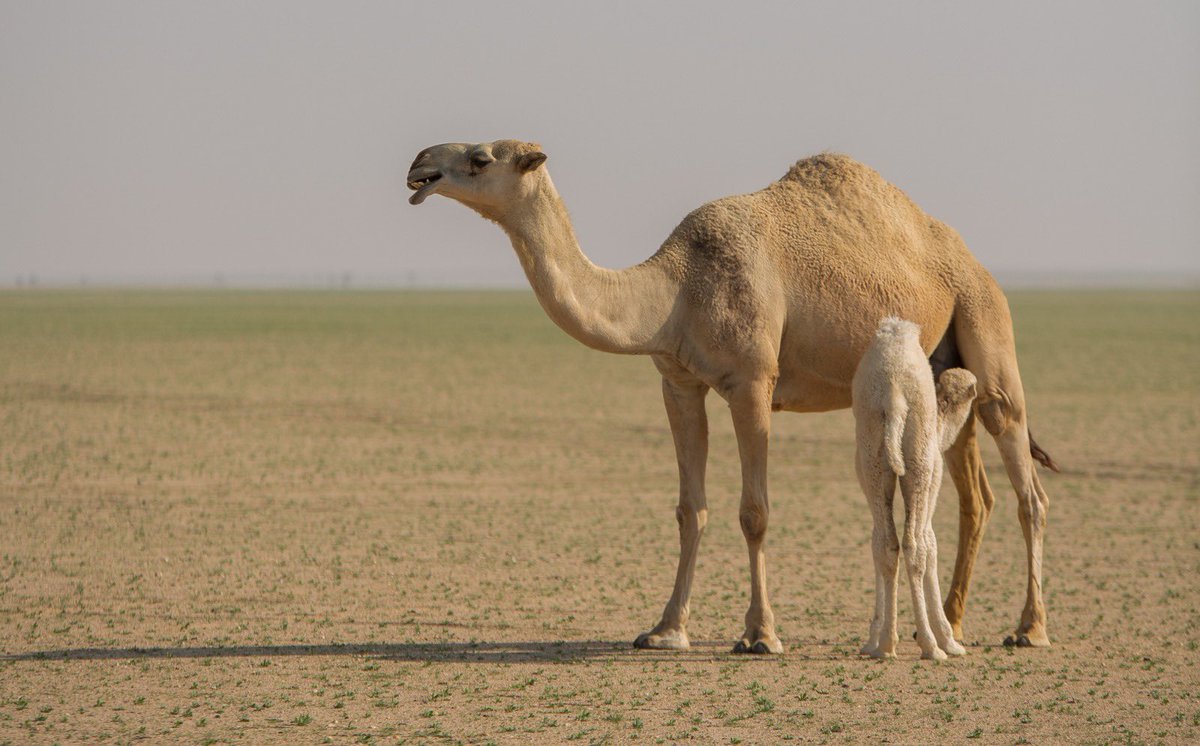 سعد الزامل tweet media