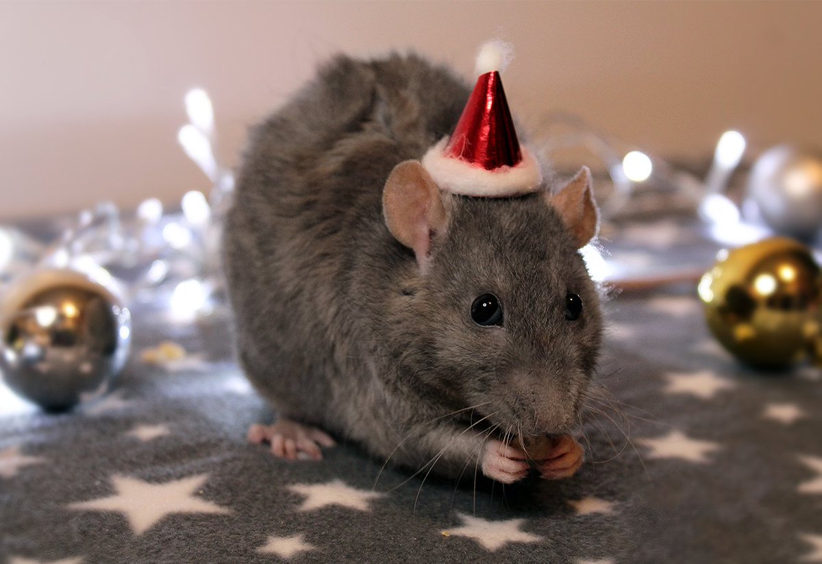 Happy Holidays!🐀✨