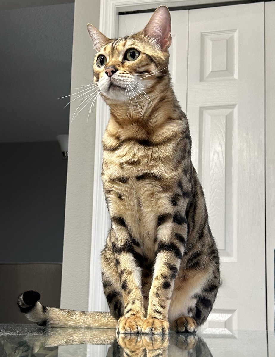 HiCryptoAnthony's tweet image. #gm my $DOGE fam 🫶🏼 Merry Christmas! Here is a pic of my Bengal Cat Bo 🫶🏼
