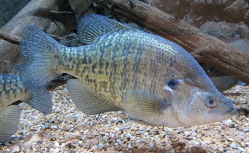 Katie O'Reilly (@drkatfish) on Twitter photo One person’s Santa is another’s Grinch: Though white crappie are native in the #GreatLakes region, they can have cause trouble when introduced to new locations - in the Pacific Northwest, for example, they can prey on juvenile salmon (doi.org/10.1002/ecs2.3…) #25DaysofFishmas One person’s Santa is another’s Grinch: Though white crappie are native in the #GreatLakes region, they can have cause trouble when introduced to new locations - in the Pacific Northwest, for example, they can prey on juvenile salmon (doi.org/10.1002/ecs2.3…) #25DaysofFishmas